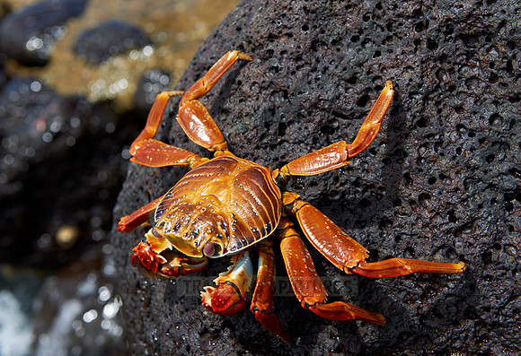 red rock crab, Grapsus grapsus
