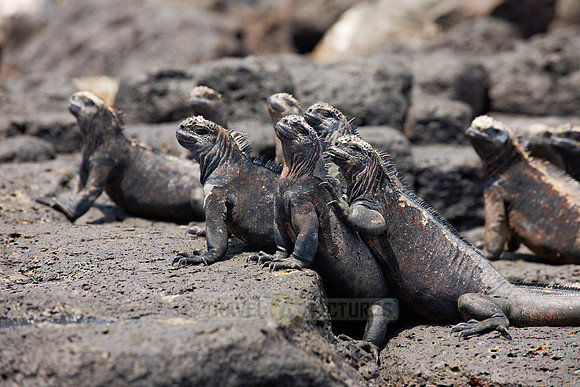 Marine Iguana on cliff