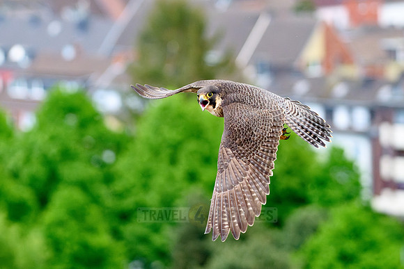 Peregrine Falcon in flight