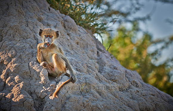 Chacma baboon