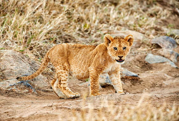 cute ​lion cub