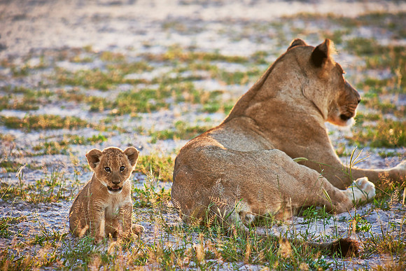 lioness with very young cub
