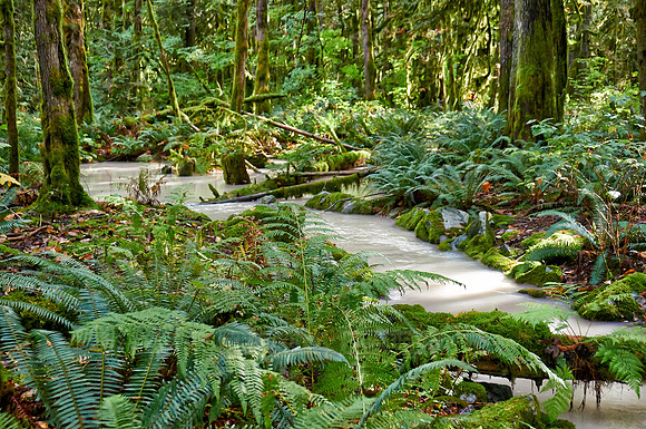 milky river in Great Bear Rainforest