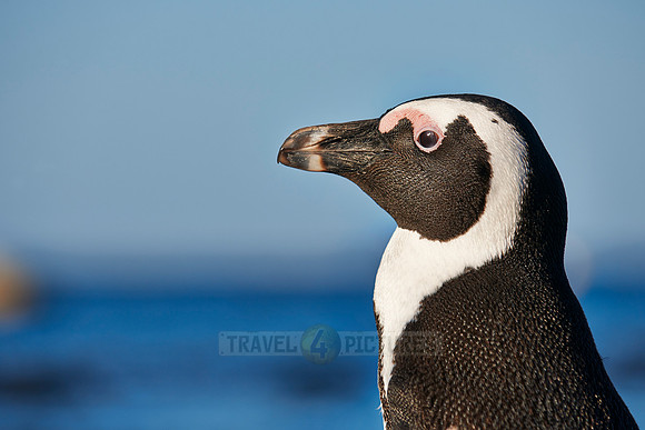African Penguin