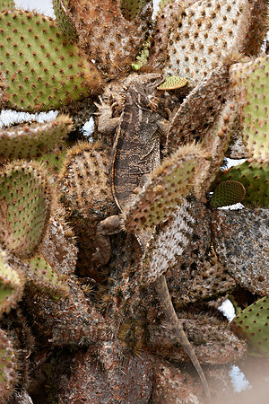 Hybrid Iguana