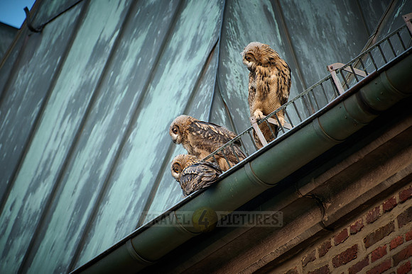 Eurasian eagle-owl (Bubo bubo), three fledglings on a roof