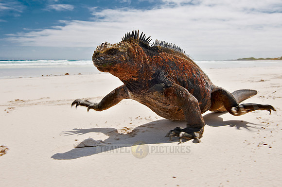 Marine Iguana on beach