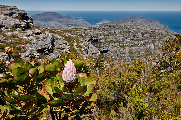 bloom of a Fynbos