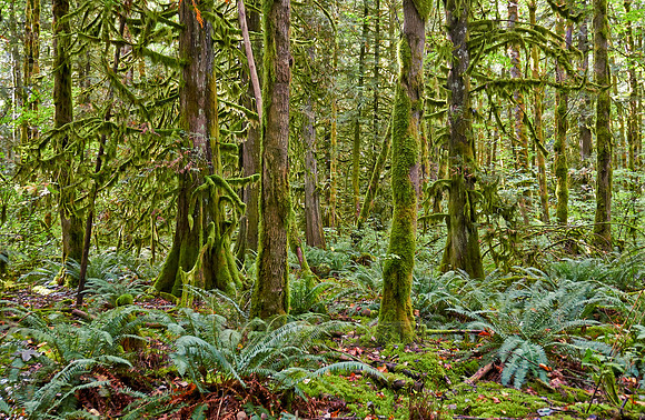 Great Bear Rainforest