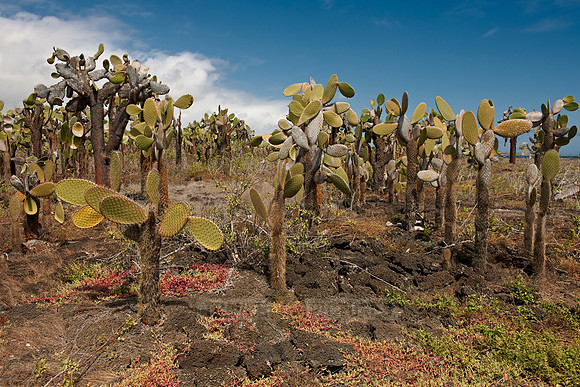 Galapagos giant cactus