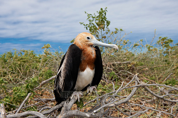 young Frigatebird