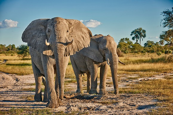 aggressive male African elephant