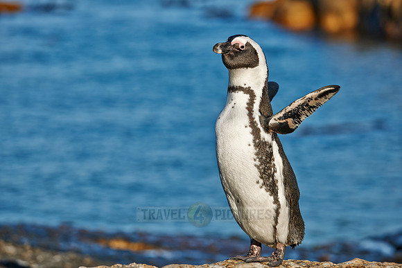 African Penguin