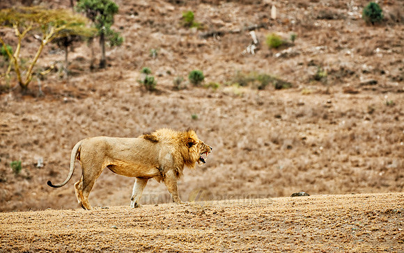 mating lions in Ngorongoro crater