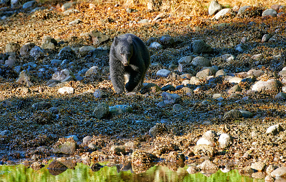 young American black bear