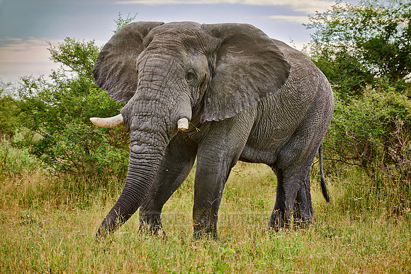 old aggressive male African elephant