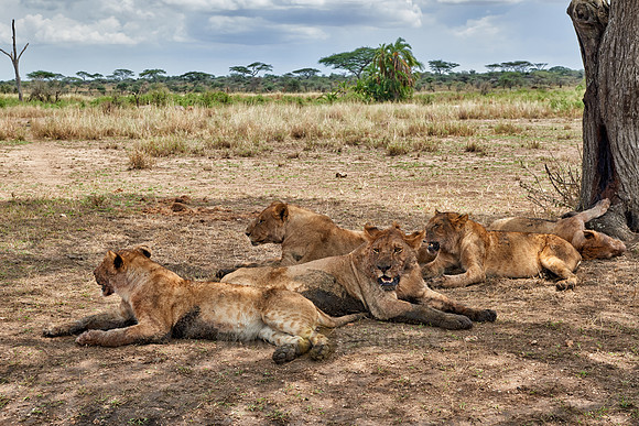 group of lions resting after a dirty kill