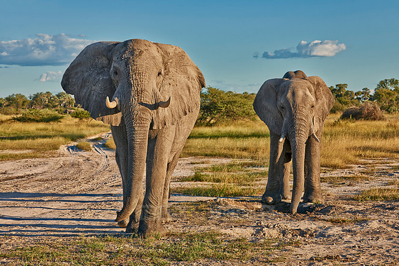 aggressive male African elephant