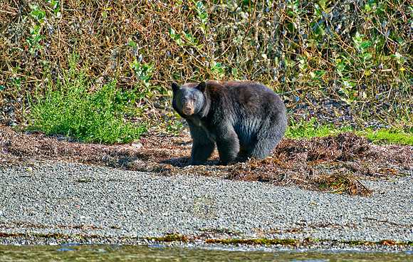 huge male American black bear