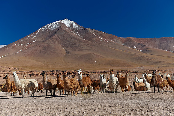 Llama (Lama glama)
