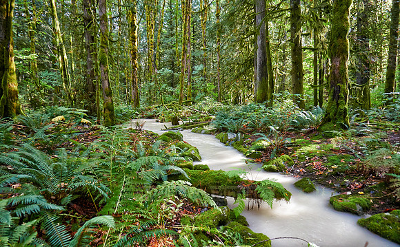 milky river in Great Bear Rainforest
