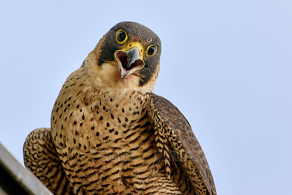 portrait female Peregrine Falcon on a church roof
