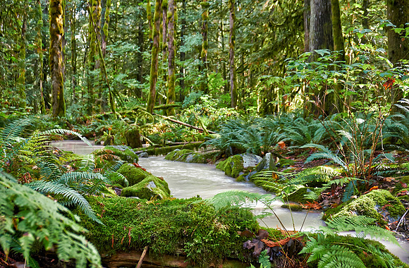 milky river in Great Bear Rainforest