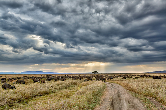 herd of African buffalos at sunset