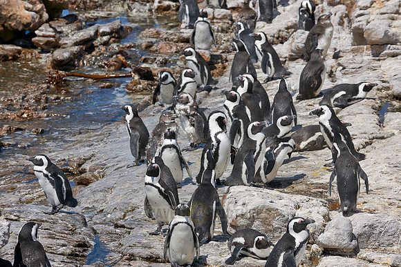 Colony of African Penguin