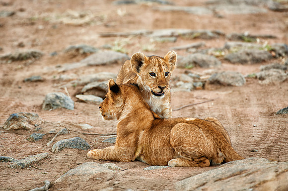 cute ​lion cub