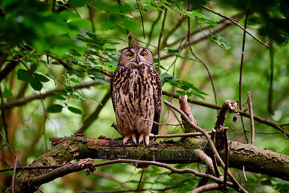 Eurasian eagle-owl (Bubo bubo)