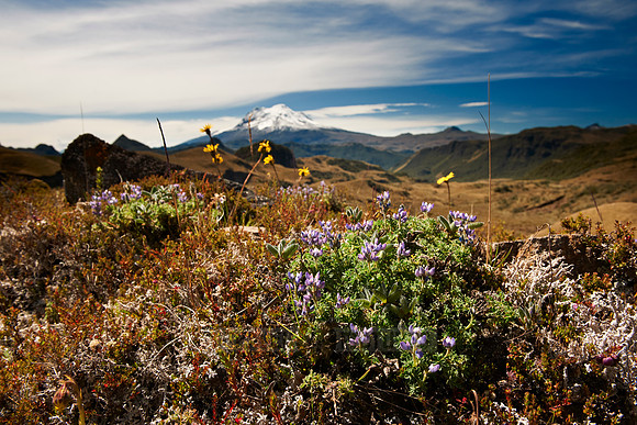 Antisana volcano