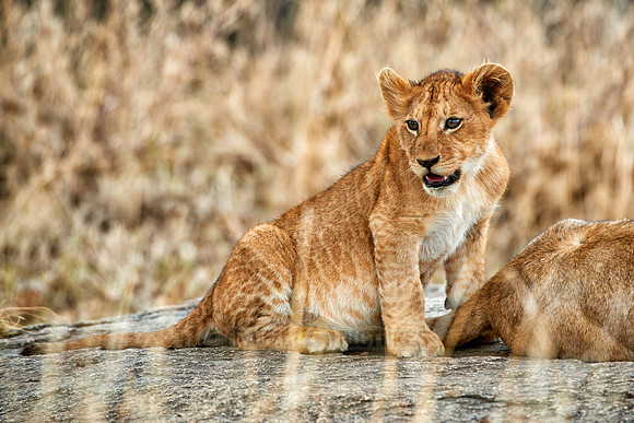 cute ​lion cub