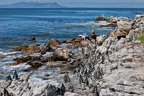 Colony of African Penguin