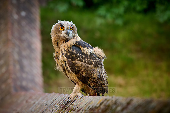 young Eurasian eagle-owl (Bubo bubo)| on a wall