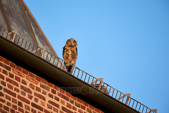 Eurasian eagle-owl (Bubo bubo), fledgling on a roof of a church