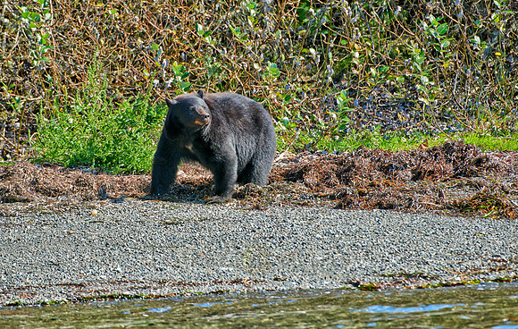 huge male American black bear