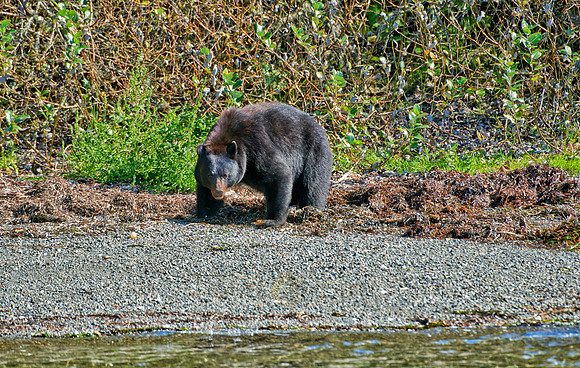 huge male American black bear
