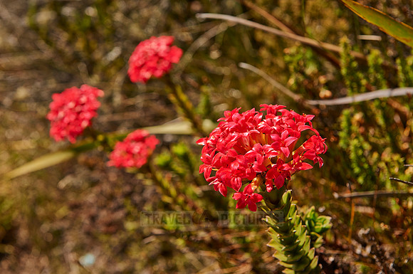 red blooming Fynbos
