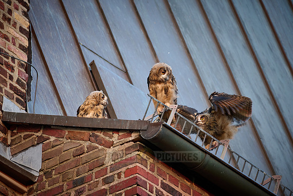 Eurasian eagle-owl (Bubo bubo), three fledglings on a roof