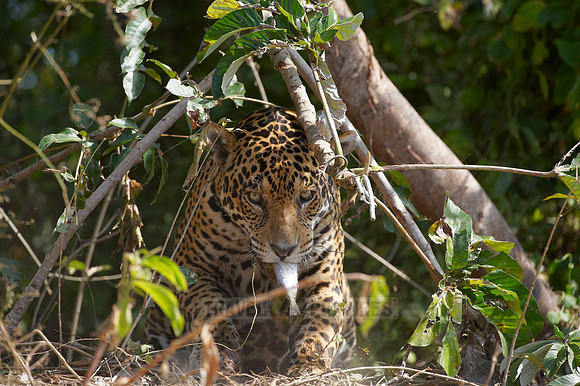 Jaguar, PANTHERA ONCA