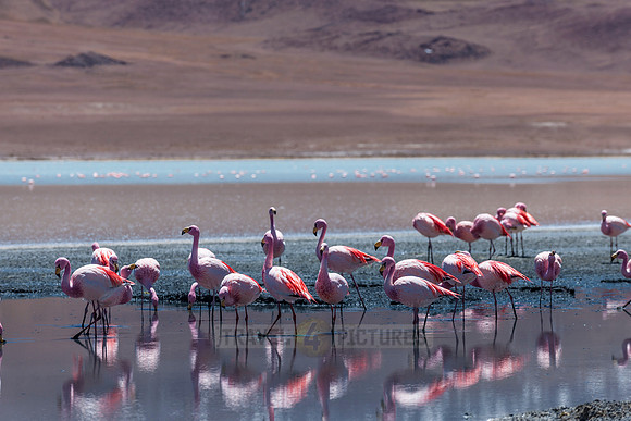 laguna hedionda