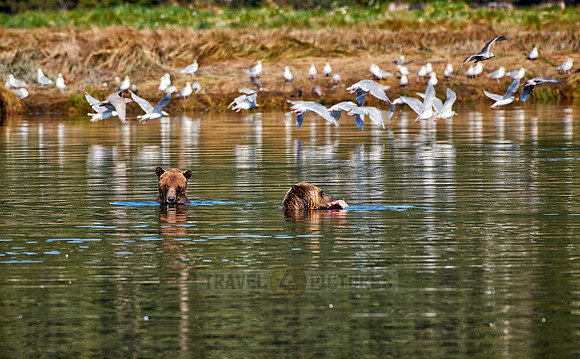Grizzly bear at Knight Inlet