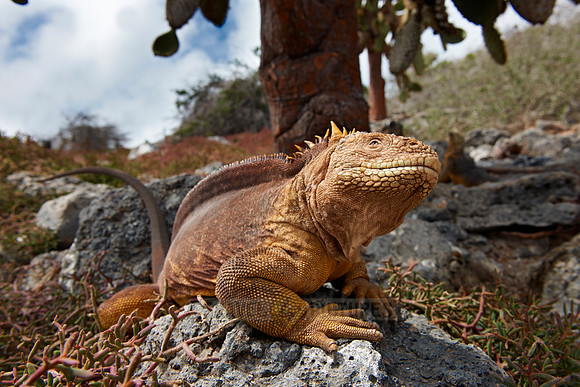 Galapagos Land Iguana
