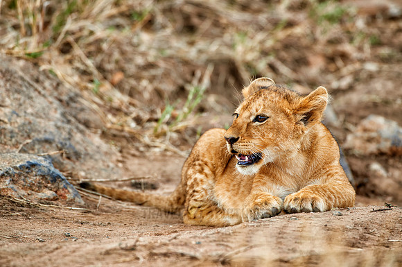 cute lion cub