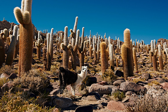 Inkahuasi Island, Salar de Uyuni