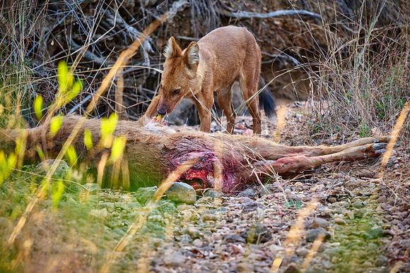 dhole (Cuon alpinus) or indian wild dog on kill