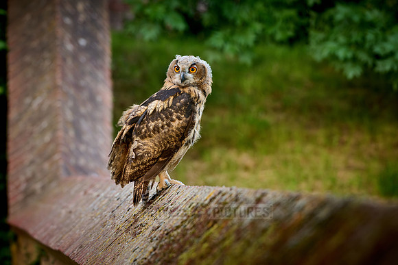 young Eurasian eagle-owl (Bubo bubo)| on a wall