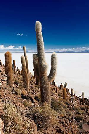Inkahuasi Island, Salar de Uyuni