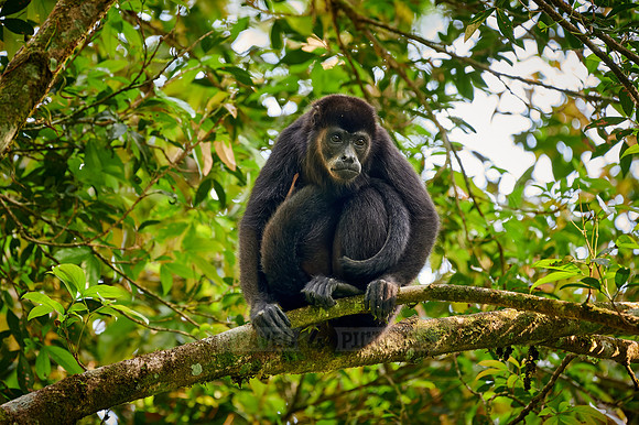 mantled howler (Alouatta palliata)